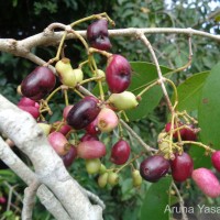 Syzygium cumini (L.) Skeels